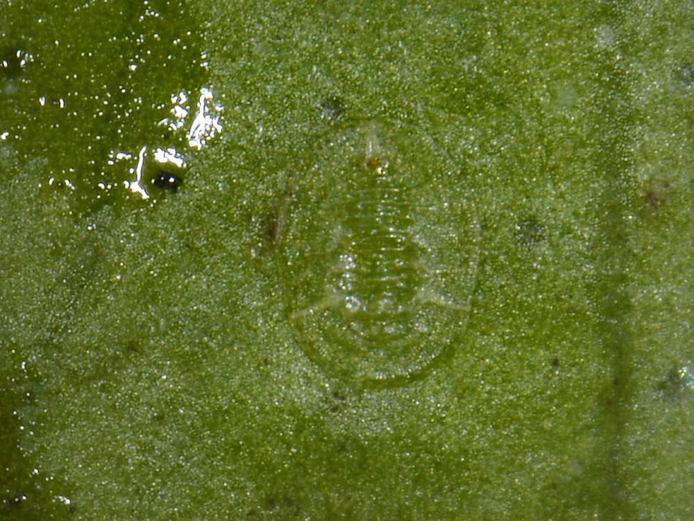 Aleyrodidae?